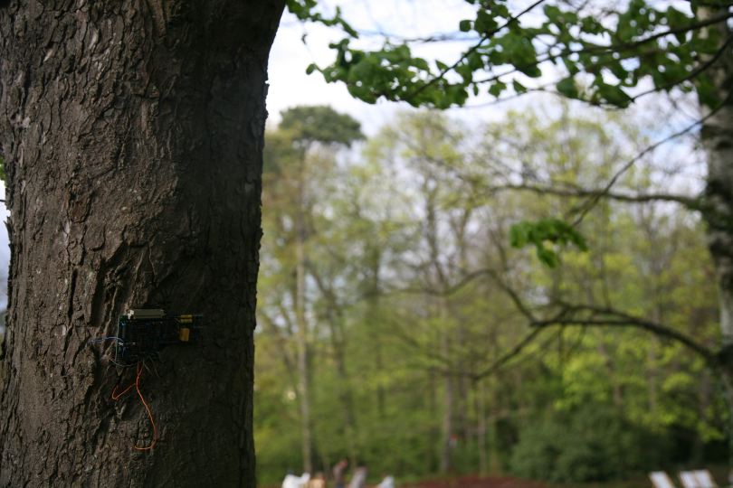 arbre pucé 2
