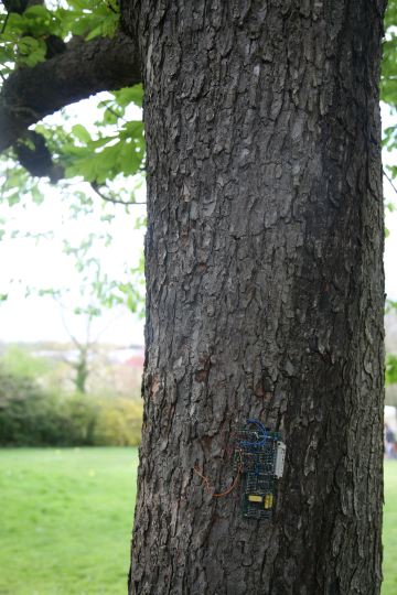 arbre pucé 5
