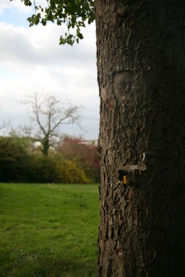 arbre pucé 6