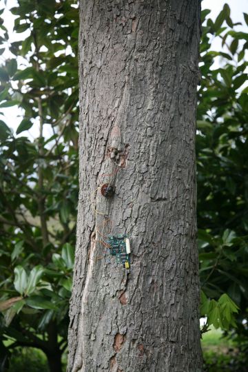 arbre pucé 7